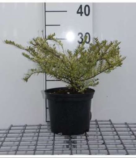 2 x Lonicera nit. 'Lemon Beauty' - Chinese Kamperfoelie 25- 30 cm in pot