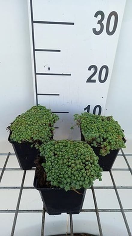 6x Sedum hispanicum ( 'Glaucum')