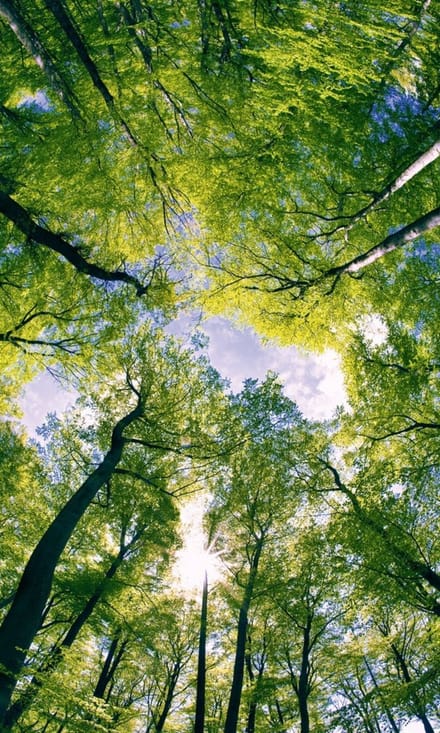 Fotobehang - Trees 150x250cm - Vliesbehang