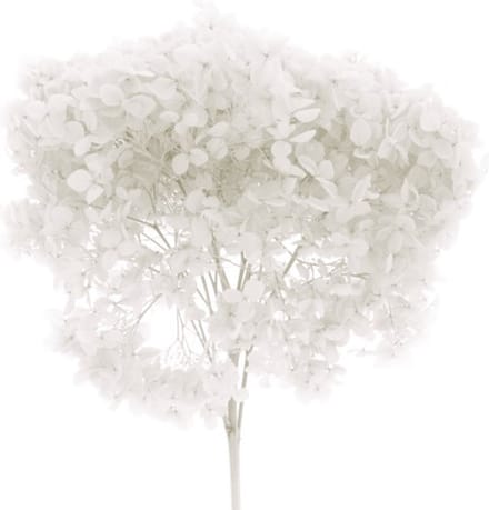 Boeket van gedroogde bloemen Artemio