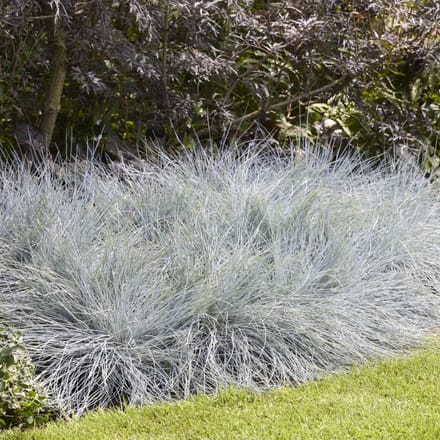 Festuca Glauca Intense Blue - Set van 4 - Blauw Schapengras - Pot 2 Liter - Wintergroen