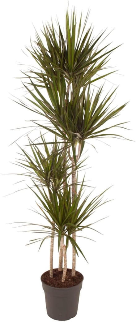 Dracaena Marginata - 160 cm - ø27