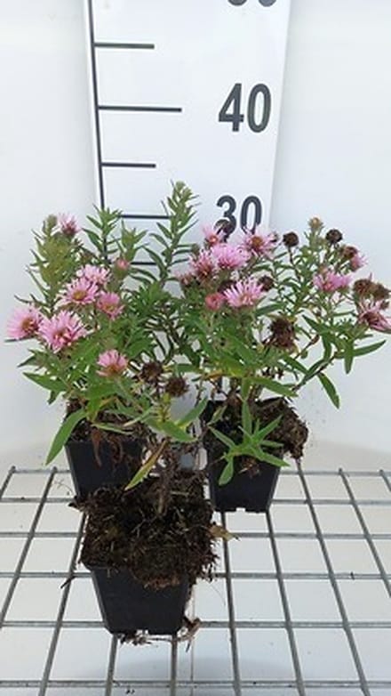 6x Aster - Aster n.a. 'Harrington's Pink' | 9x9 cm pot