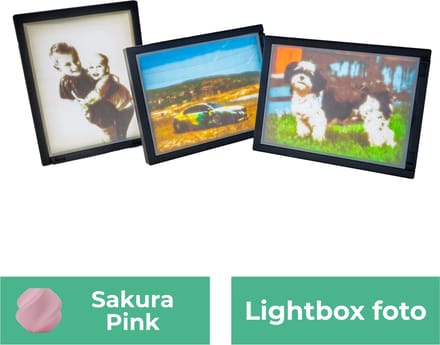Lightbox foto - Sakura Roze