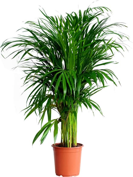 PLNTS - Areca Lutescens - Kamerplant - Kweekpot 21 cm - Hoogte 90 cm