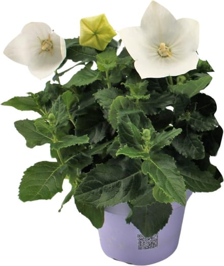 Plantenboetiek.nl | Platycodon White - Ø12cm - 22cm hoog - Tuinplant