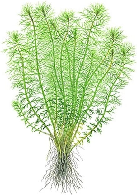 Aquaflora Myriophyllum Guyana | in 5 cm pot