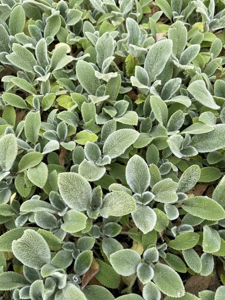 6x Ezelsoor - Stachys byz. 'Silver Carpet' | 9x9 cm pot