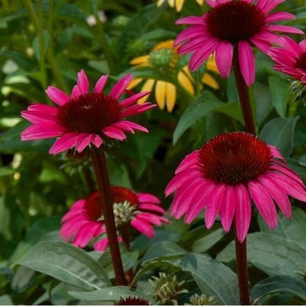 3 x Echinacea Purpurea 'After Midnight' - Zonnehoed pot 9x9cm