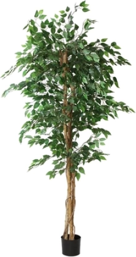 Ficus benjamina L groen-L160B160H210CM
