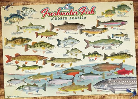 Puzzel van 1000 stukjes - Zoetwatervissen van Noord-Amerika