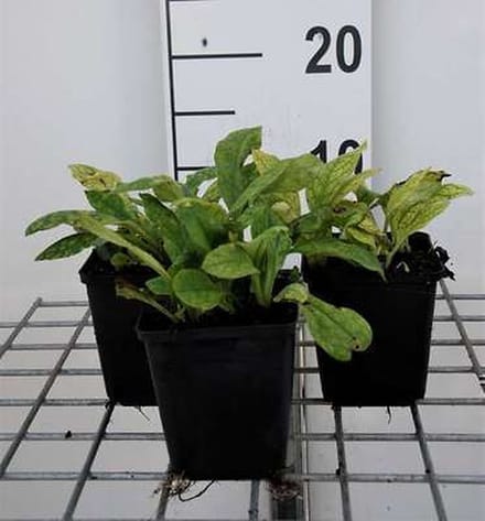 6x Pulmonaria - Pulmonaria ang. 'Azurea' | 9x9 cm pot