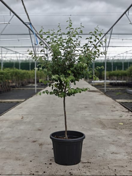 Cydonia Oblonga 'Champion' - Oude Kweeperenboom - Onderstam Kwee A - 45L pot - ca. 2m
