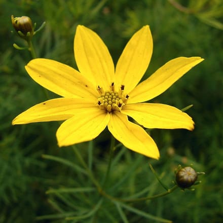 6 x Coreopsis Verticillata - Meisjesogen Pot 9x9cm - Zonnige Geelbloeier