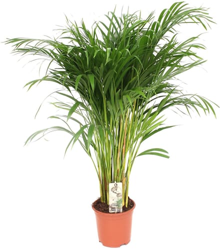 Dypsis Lutescens - Ø 24 cm - Hoogte: 120 cm - Areca Palm Kamerpalm