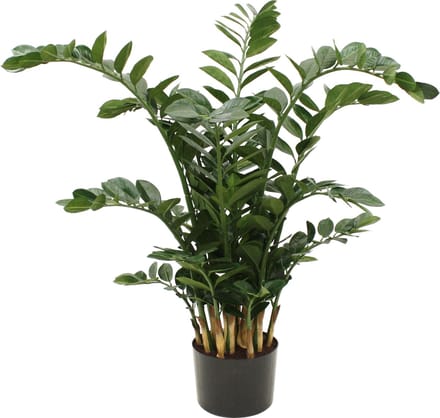 Designplants Zamioculcas Kunstplant