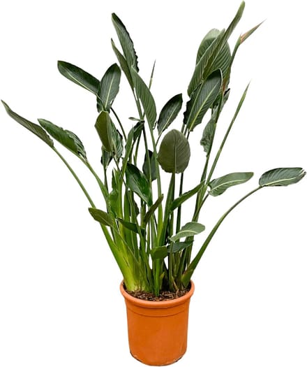 Strelitzia Reginae XL - 160cm - ⌀30