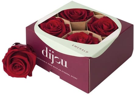 4x Rose preserved dc red 1815c