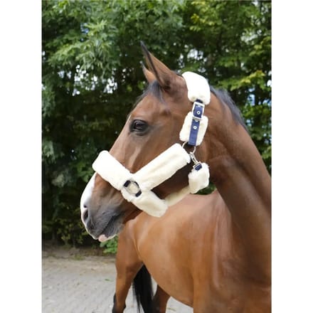 Halter Equithème Teddy