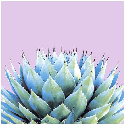 Servet "Succulente" - 5 stuks