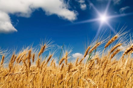 Fotobehang - Wheat Field 375x250cm - Vliesbehang