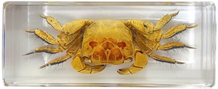 De Museumwinkel - Krab in hars blokje