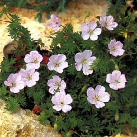6 x Geranium Sanguineum Striatum - Bloedooievaarsbek pot 9x9cm