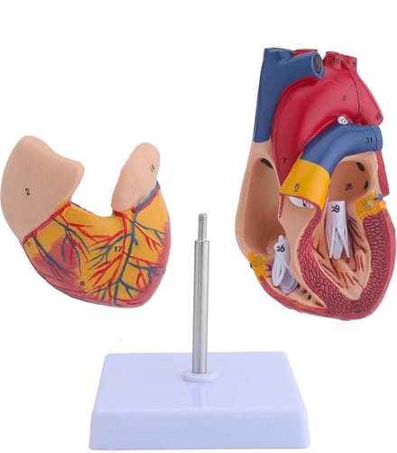 Nixnix® - Anatomisch model Hart - 22cm - Menselijk lichaam - Educatief - Biologie - Anatomie