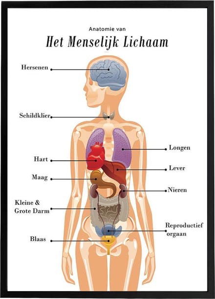 Esque - Poster - Anatomie van het menselijk lichaam - Schoolplaat - 50x70 cm