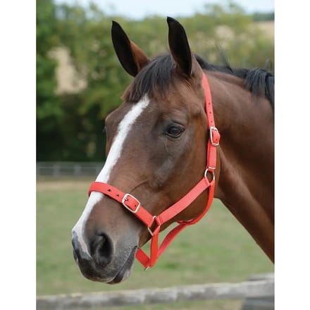 Halster en touwset voor paarden Roma