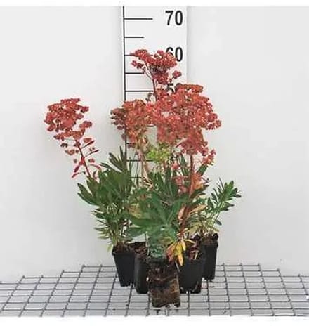 6x Wolfsmelk - Euphorbia martinii | 9x9 cm pot
