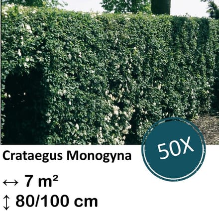 Green Harmony| Crataegus Monogyna - Kale wortel