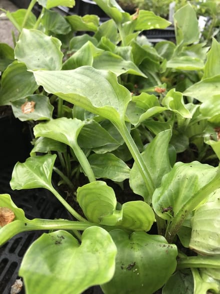 6 x Hosta 'Sweet Bo Peep' (Mini) - Hartlelie - P9 Pot (9 x 9cm) - Dima Vaste Planten
