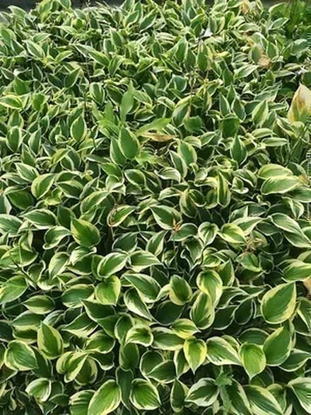 6x Funkia - Hosta hybr. 'Twilight' | 9x9 cm pot