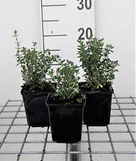 6x Gamander - Teucrium lucidrys | 9x9 cm pot