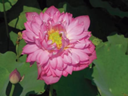 Moerings Nelumbo Red | Rode Lotus | In 3L Mand