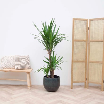 Yucca Elephantipes - 140cm