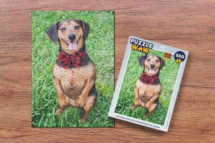 Puzzel Een mooie Teckel op 2 poten kijkend in de camera - Legpuzzel - Puzzel 500 stukjes