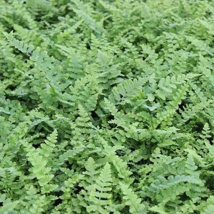 6x Smalle Goudschubvaren - Dryopteris affinis ‘Pinderi’ - Pot 9x9cm