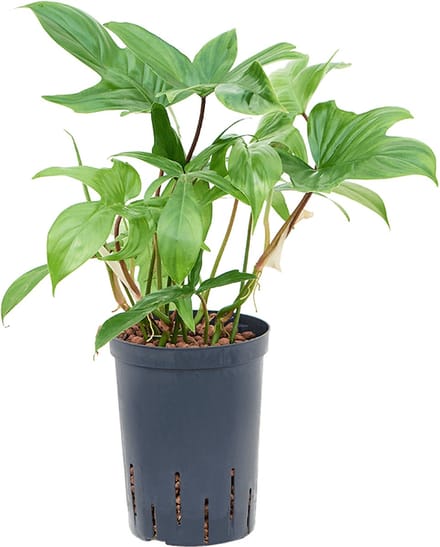 Hydroplant Philodendron Florida Ghost