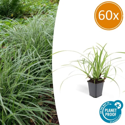 60x Japanse zegge (Carex morrowi Ice Dance), simpele bodembedekker