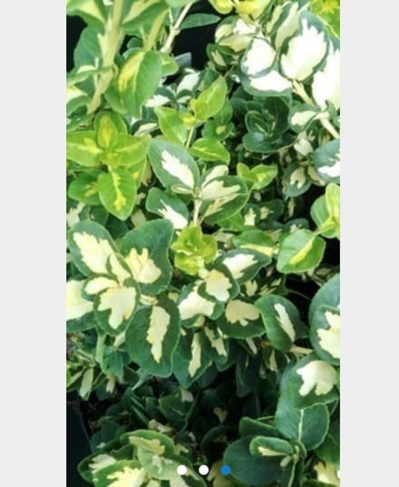 Euonymus fortunei 'Blondy' - Kardinaalshoed, Kardinaalsmuts 20 - 30 cm in pot
