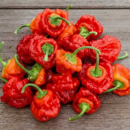 2 sets - Peper Scotch Bonnet Zaden Capsicum Chinense Eenjarig Rood