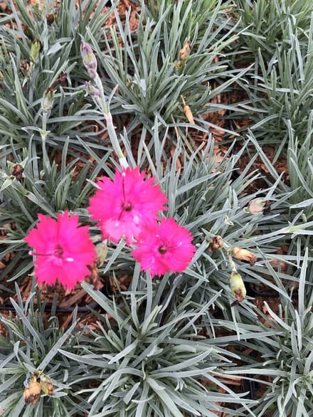 6x Rotsanjer - Dianthus grat. 'Badenia' | 9x9 cm pot