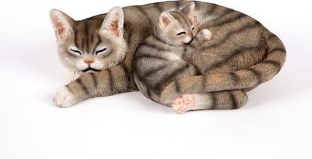Slapende  Kitten