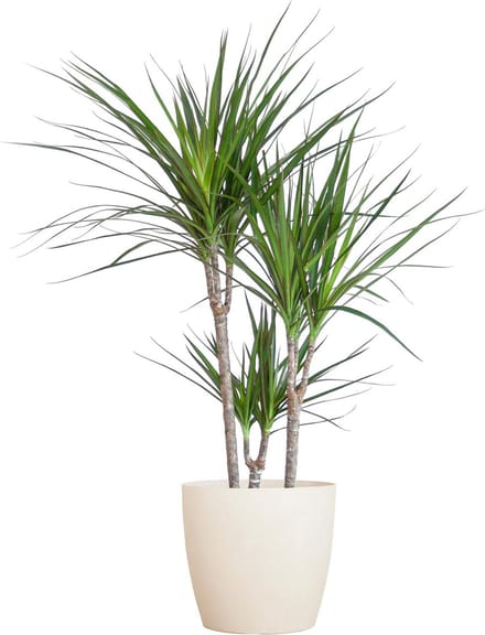 Dracaena Marginata met Viber wit - 95cm - Ø21