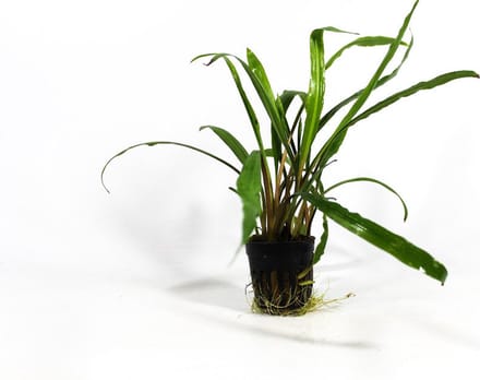 Moerings Cryptocoryne retrospiralis in 5 cm pot