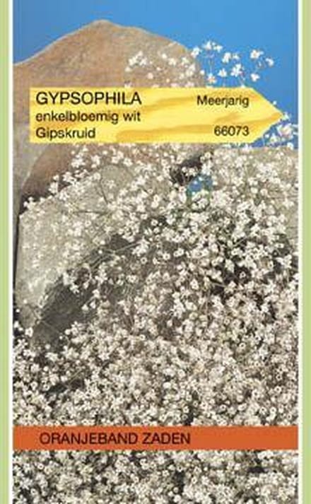 Oranjebandzaden -  Gypsophila, Gipskruid enkelbloemig wit