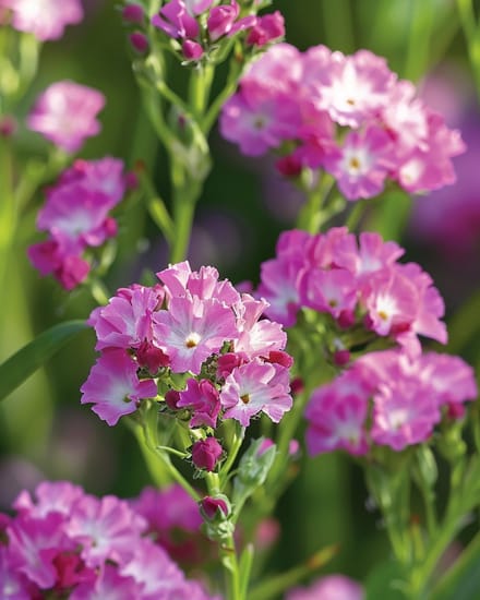 3 sets - Lamsoor Zaden Fortune Deep Rose Limonium Sinuatum Eenjarig