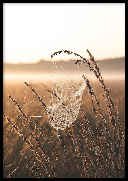 Poster Cobweb - 30x40 cm - Poster Fotokust - WALLLL